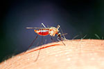Long Island Tick Spraying